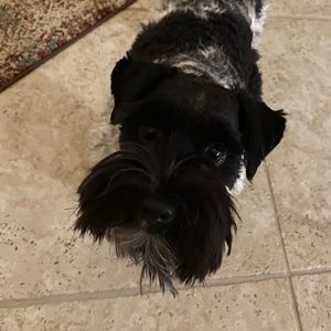 Meet your Posher, Austin